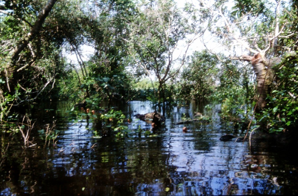 Selva Baja Inundable